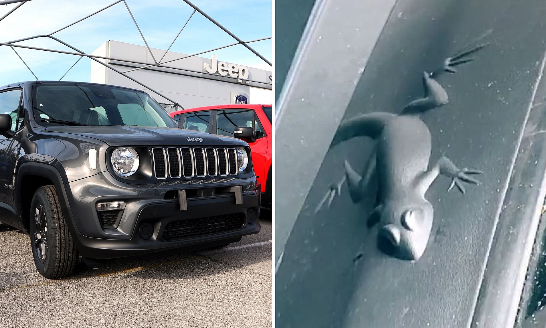 Do Jeeps Have Hidden Animals