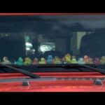 Why Do Jeeps Have Ducks on the Dash: Unveiling the Mystery